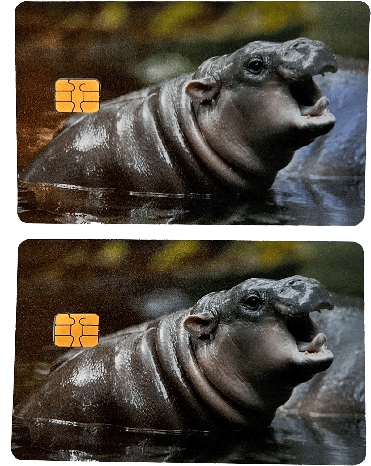 Cute Hippo Moo Deng